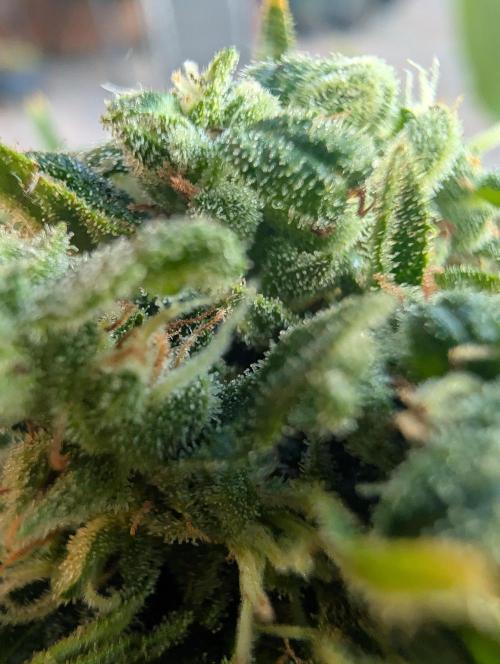 CBDečko Outdoor💚🌱. Week 11