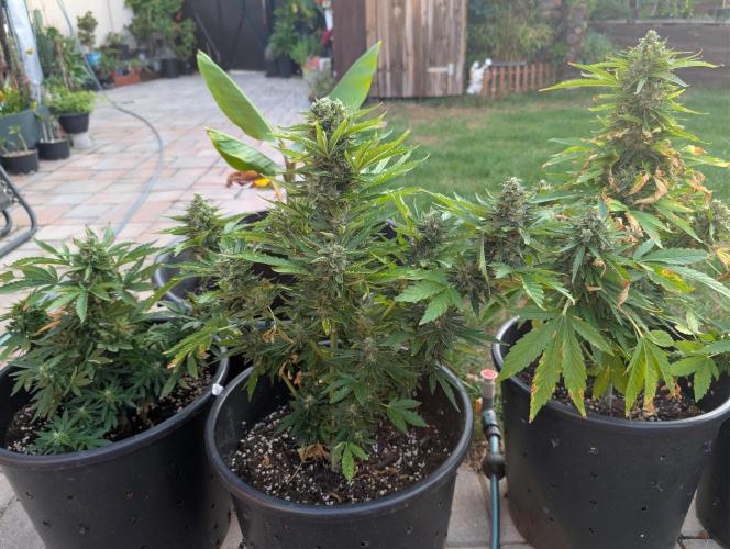 Medikit Auto . Week 11