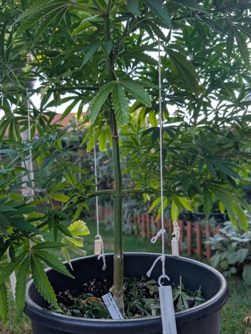 Outdoor  FRUIT 📸🌞🌱. Week 14
