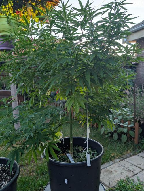 Outdoor  FRUIT 📸🌞🌱. Week 14