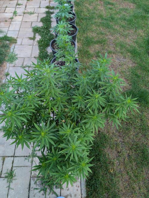 Outdoor  FRUIT 📸🌞🌱. Week 14