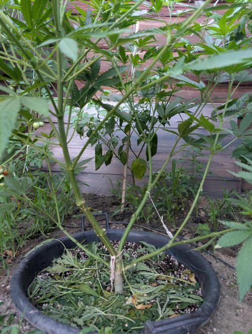 Outdoor 📸Cherry Moonrocks🍒. Week 11