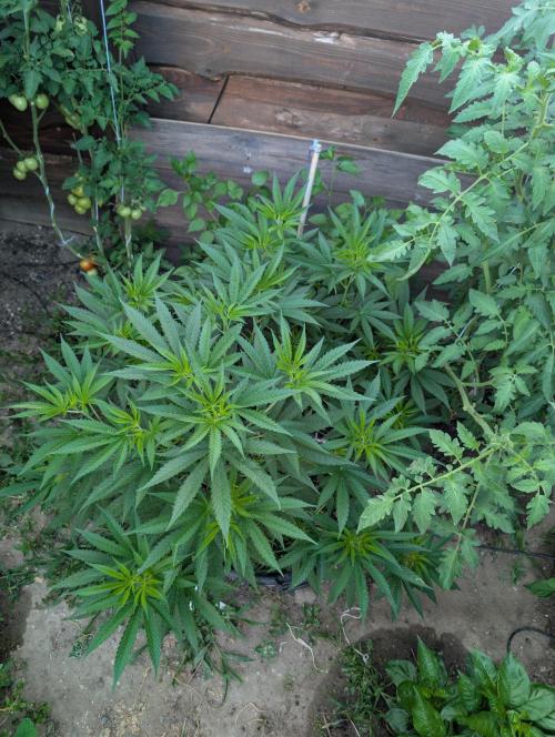 Outdoor 📸Cherry Moonrocks🍒. Week 11