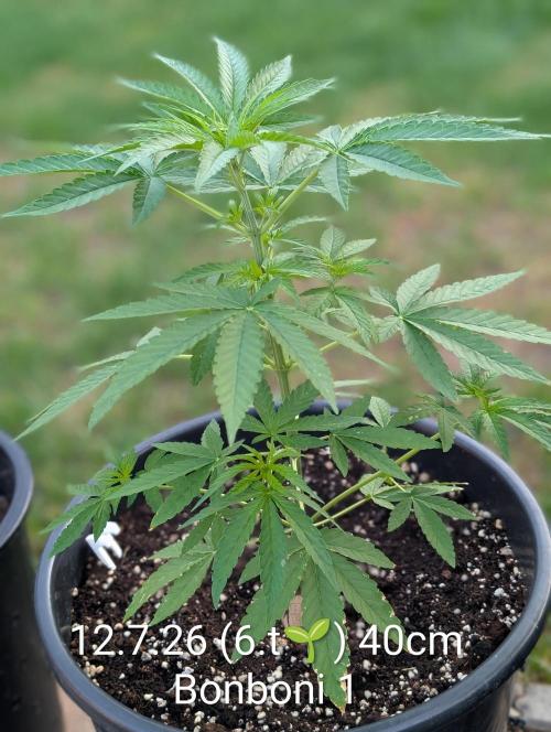 OUT🍬Bonboni HS🍬. Week 6