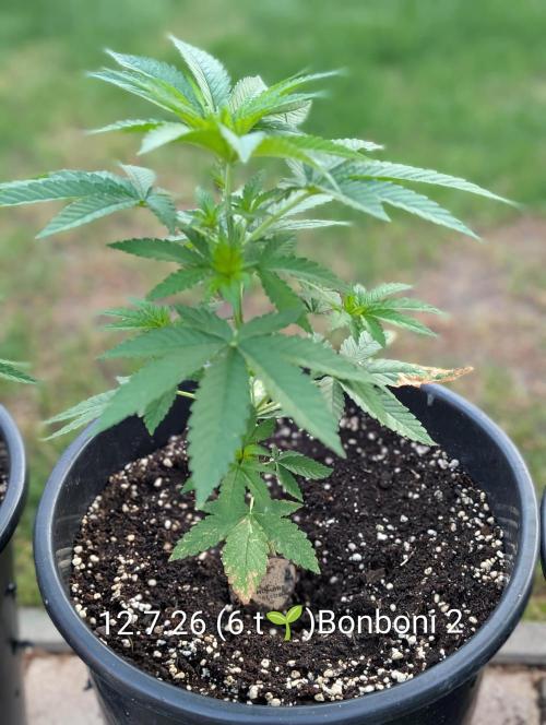 OUT🍬Bonboni HS🍬. Week 6
