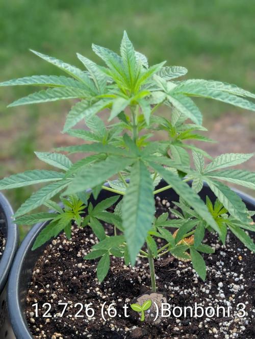 OUT🍬Bonboni HS🍬. Week 6