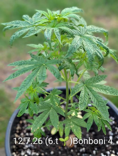 OUT🍬Bonboni HS🍬. Week 6