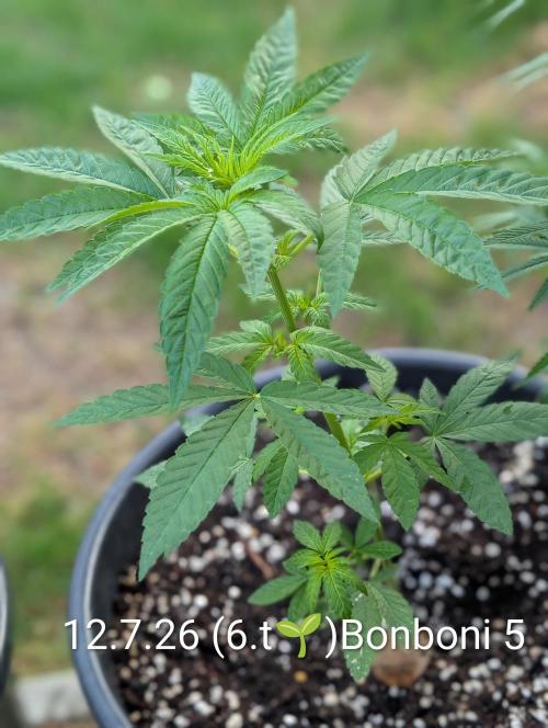 OUT🍬Bonboni HS🍬. Week 6