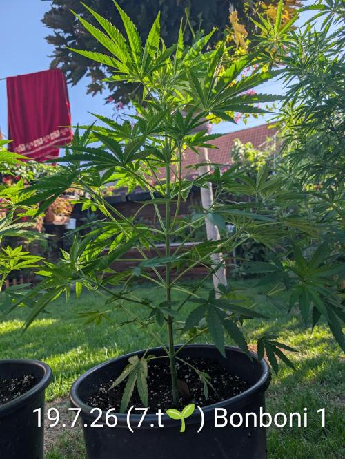 OUT🍬Bonboni HS🍬. Week 7