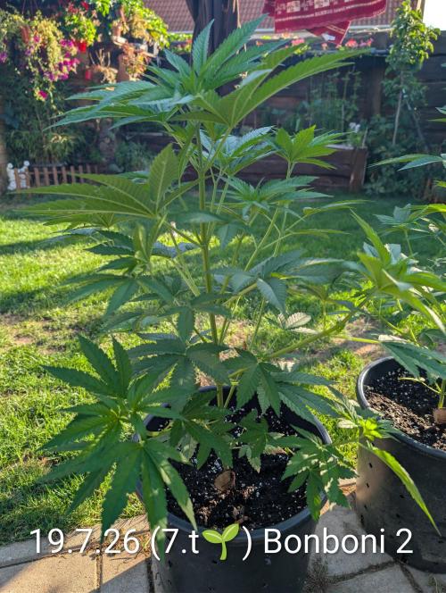 OUT🍬Bonboni HS🍬. Week 7