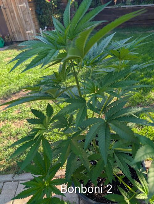OUT🍬Bonboni HS🍬. Week 7