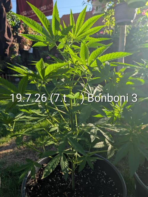 OUT🍬Bonboni HS🍬. Week 7