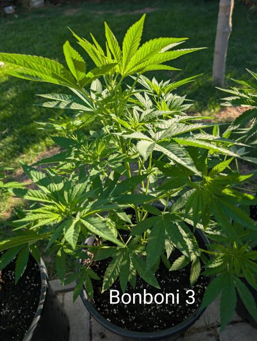 OUT🍬Bonboni HS🍬. Week 7