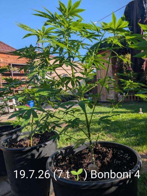 OUT🍬Bonboni HS🍬. Week 7