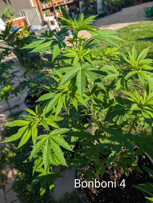 OUT🍬Bonboni HS🍬. Week 7