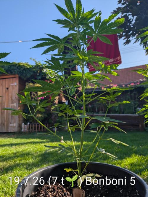 OUT🍬Bonboni HS🍬. Week 7