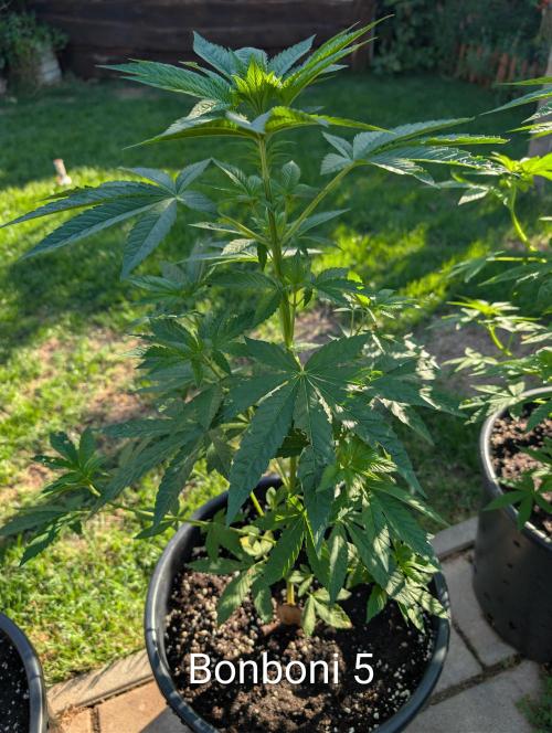 OUT🍬Bonboni HS🍬. Week 7