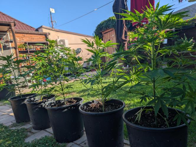 OUT🍬Bonboni HS🍬. Week 7