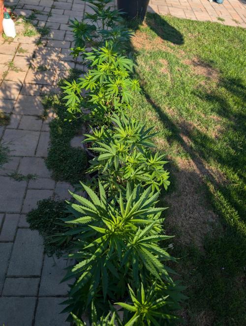 OUT🍬Bonboni HS🍬. Week 7
