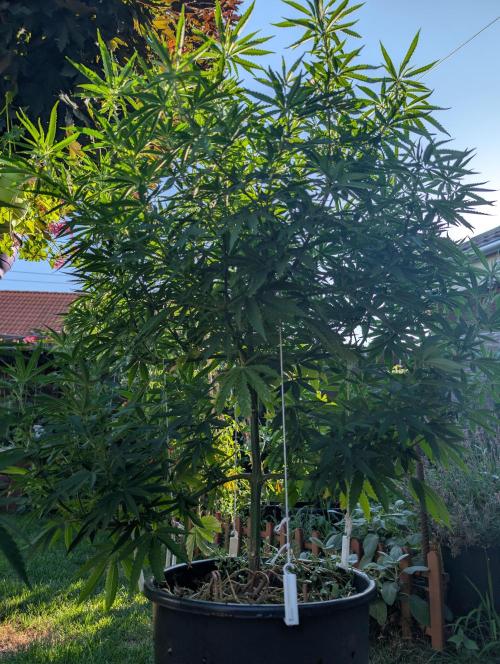 Outdoor  FRUIT 📸🌞🌱. Week 15