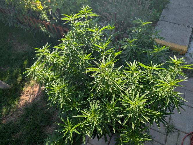 Outdoor  FRUIT 📸🌞🌱. Week 15