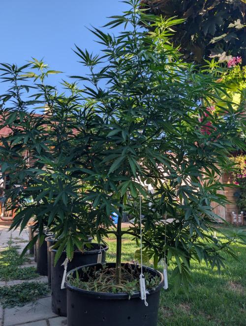Outdoor  FRUIT 📸🌞🌱. Week 15