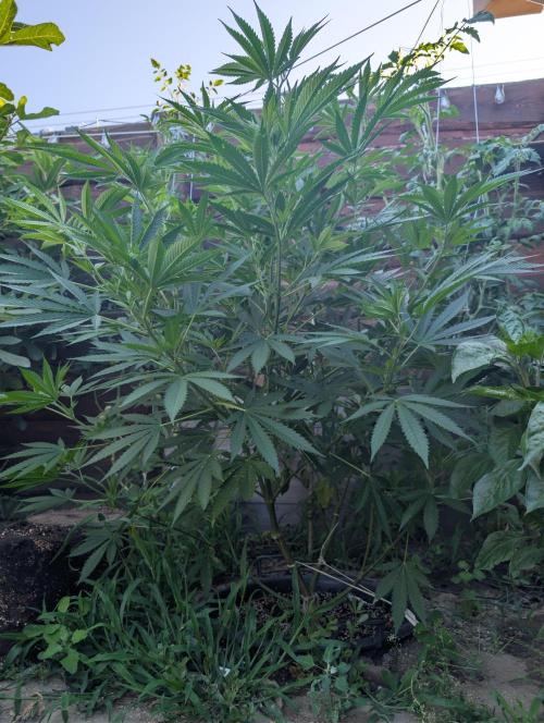 Outdoor 📸Cherry Moonrocks🍒. Week 12
