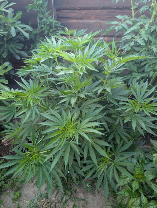 Outdoor 📸Cherry Moonrocks🍒. Week 12
