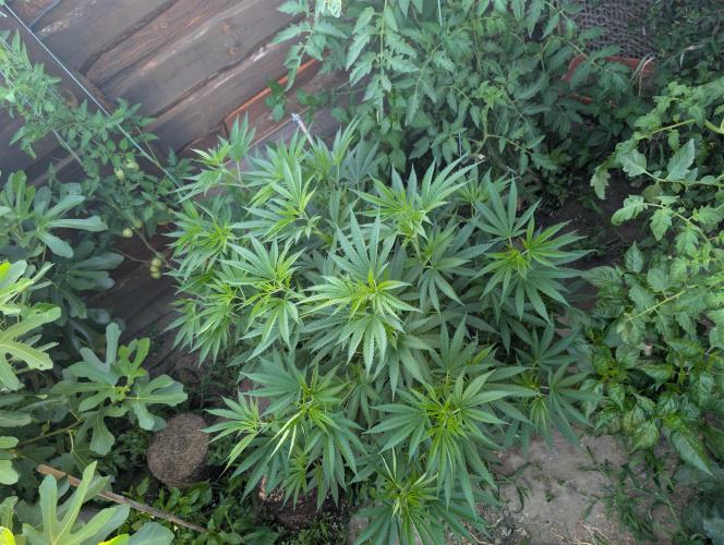 Outdoor 📸Cherry Moonrocks🍒. Week 12