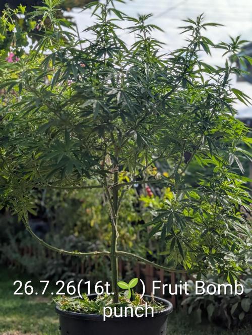 Fruit Bomb Punch. Week 16