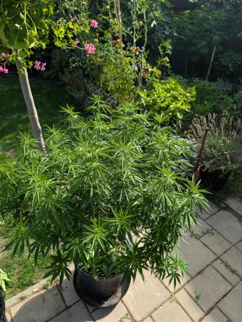 Outdoor  FRUIT 📸🌞🌱. Week 16