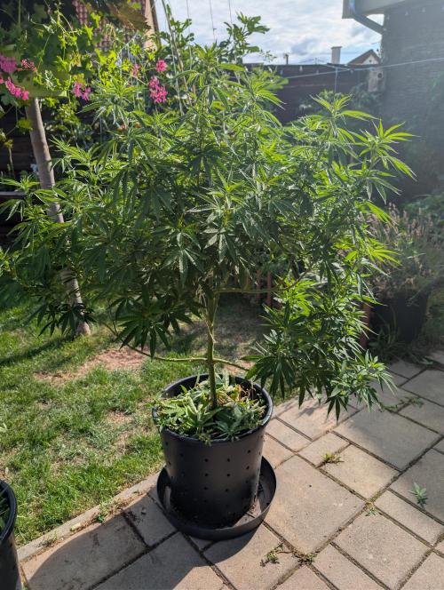 Fruit Bomb Punch. Week 16