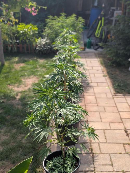 OUT🍬Bonboni HS🍬. Week 8