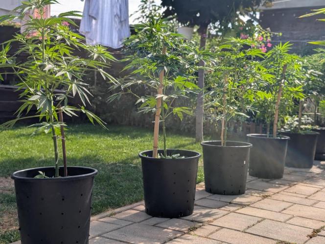 OUT🍬Bonboni HS🍬. Week 8