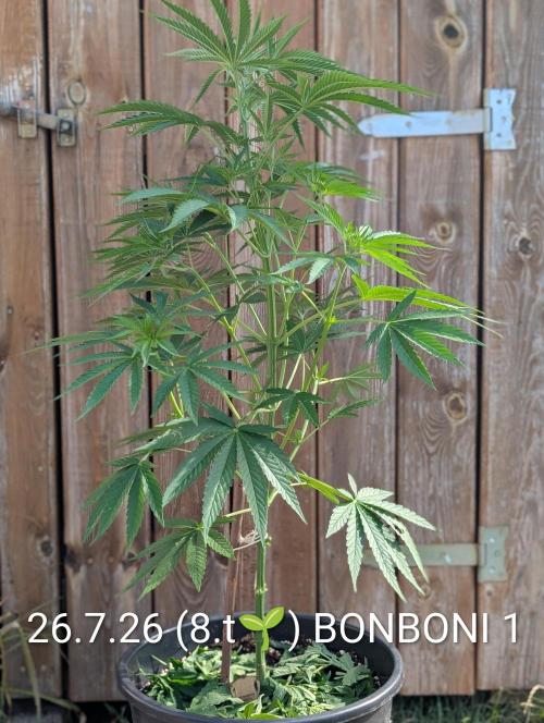OUT🍬Bonboni HS🍬. Week 8