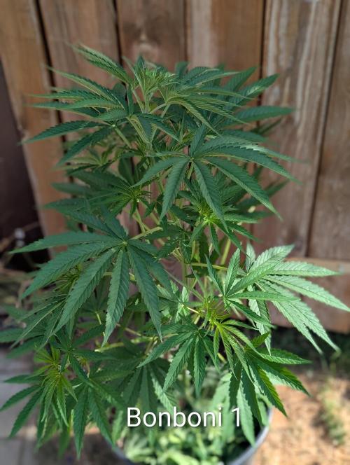 OUT🍬Bonboni HS🍬. Week 8