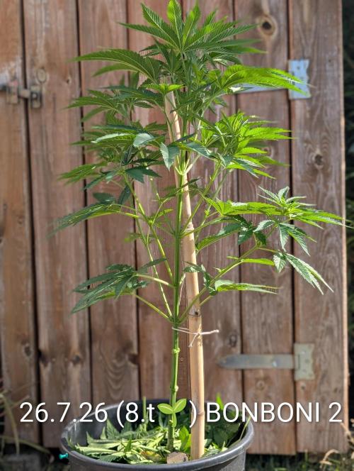 OUT🍬Bonboni HS🍬. Week 8