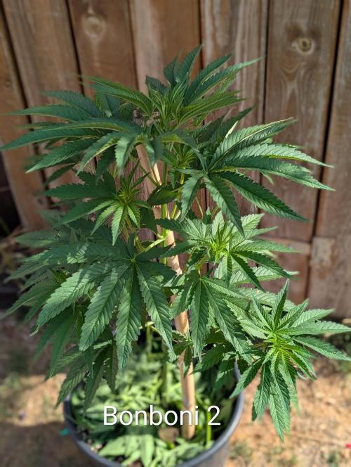 OUT🍬Bonboni HS🍬. Week 8