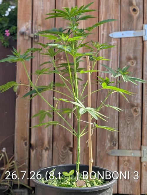 OUT🍬Bonboni HS🍬. Week 8
