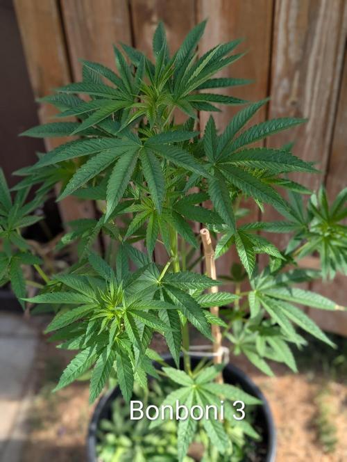 OUT🍬Bonboni HS🍬. Week 8