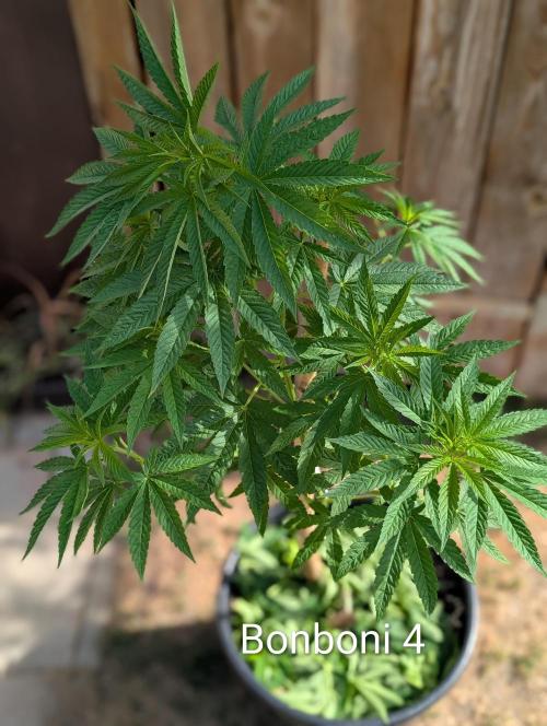OUT🍬Bonboni HS🍬. Week 8