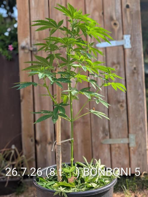 OUT🍬Bonboni HS🍬. Week 8
