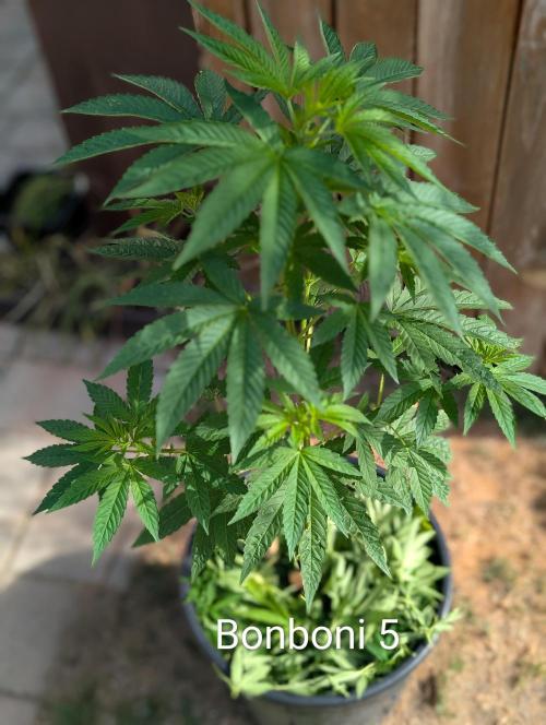OUT🍬Bonboni HS🍬. Week 8