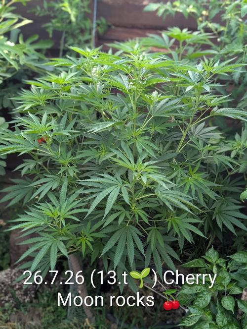Outdoor 📸Cherry Moonrocks🍒. Week 13