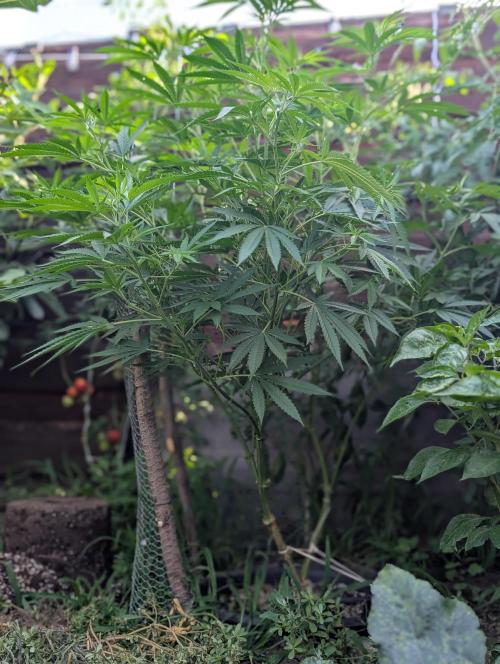 Outdoor 📸Cherry Moonrocks🍒. Week 13