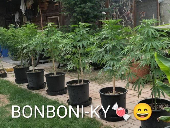 OUT🍬Bonboni HS🍬. Week 9