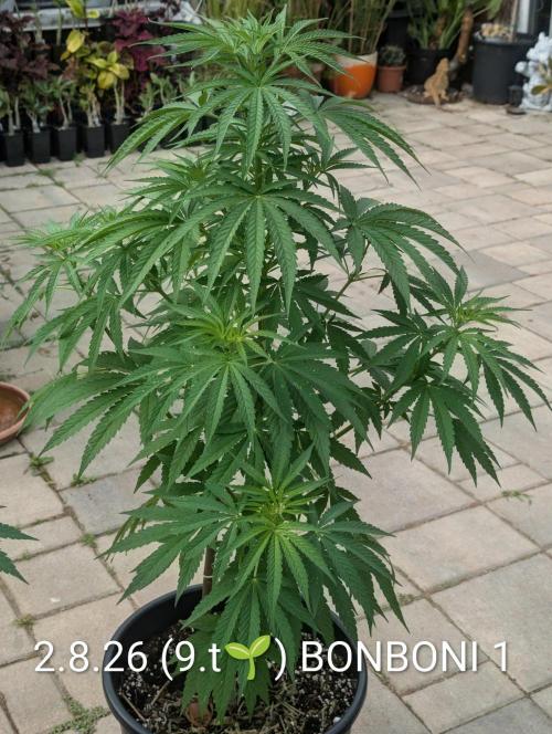 OUT🍬Bonboni HS🍬. Week 9