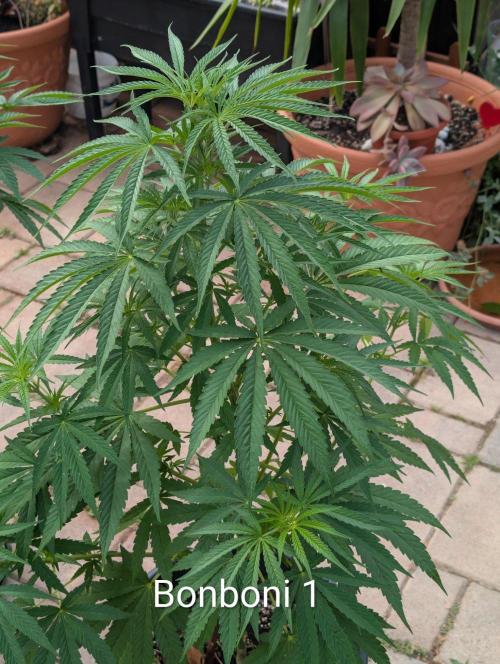 OUT🍬Bonboni HS🍬. Week 9