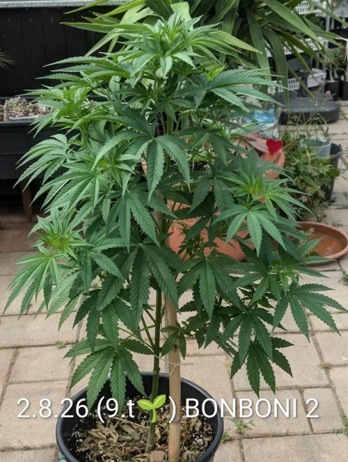OUT🍬Bonboni HS🍬. Week 9