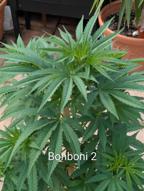 OUT🍬Bonboni HS🍬. Week 9